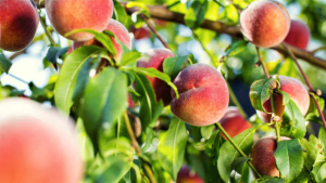 Çarşamba Şeftalisi Hasadı Başladı: Üreticiler Verimden Memnun, Maliyetten Dertli