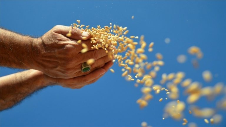 Çin’in Azalan Tahıl İştahı Küresel Pazarı Nasıl Etkiliyor?