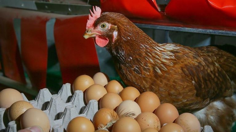 Yumurta Fiyatları Yükselişte: Afyon ve Kayseri’de Güncel Durum