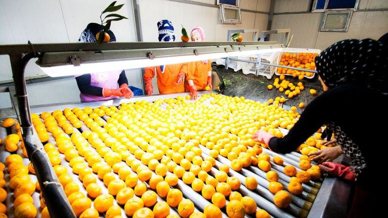 Ege Narenciye Üretiminde Şok Düşüş: Rekolte %34 Azaldı