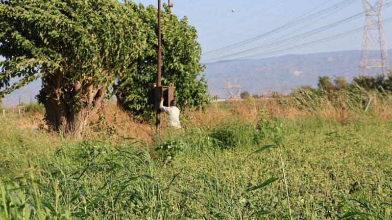 Aydın’da Kuraklık Tarımı Vurdu: Çiftçiler Mesai Saatlerini Değiştirmek Zorunda Kaldı