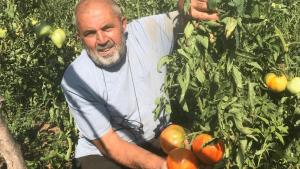 Samsunlu Üreticiden Ata Tohumu Mirası: Nadir Domatesler Geleceğe Taşınıyor