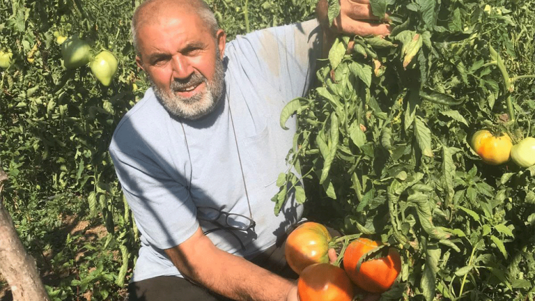 Samsunlu Üreticiden Ata Tohumu Mirası: Nadir Domatesler Geleceğe Taşınıyor