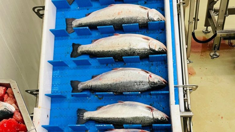 Seanop’tan Yeni Yatırımla Marine Hamsi ve Lakerda Atağı