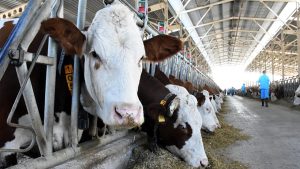 TÜSEDAD: Şap Hastalığında Önleyici Yaklaşımla Türkiye Yüksek Riskten Çıkabilir