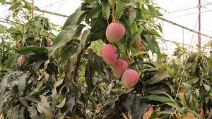 Gazipaşa Mangosu Atağa Kalktı: Üretim 300 Dönümü Aştı, Coğrafi İşaret Yolda!