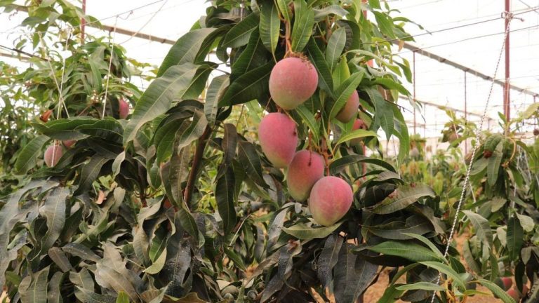 Gazipaşa Mangosu Atağa Kalktı: Üretim 300 Dönümü Aştı, Coğrafi İşaret Yolda!