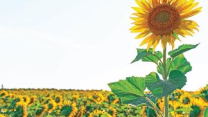 Ayçiçeği Yağı Fiyatları Rekor Kırıyor: Hasat Etkisi ve Raf Zamları