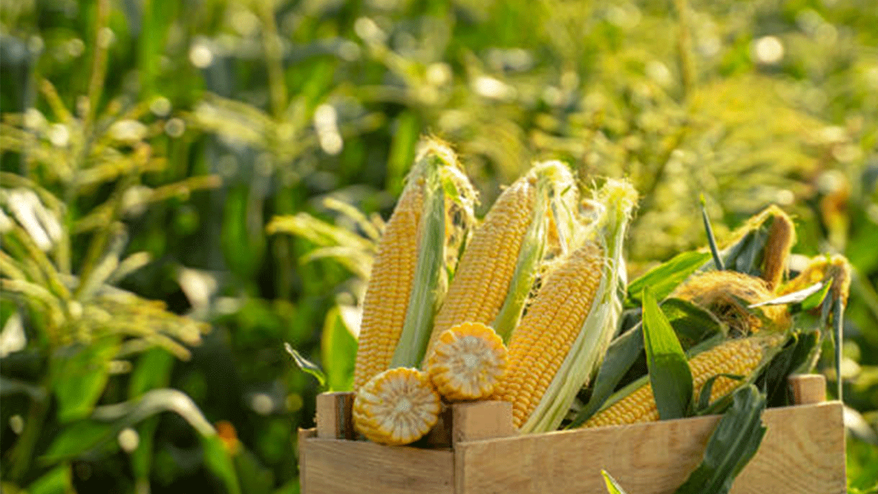 Mısır Üreticileri Fiyata İsyan Etti: “Kâr Yok, Borç Çok, Ödeyemiyoruz!”