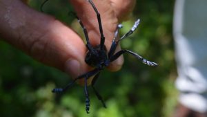 “Drakula” Fındığı Kuruttu: Trabzon’da 4 Bin Dekar Fındık Bahçesi Söküldü
