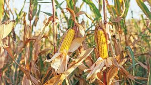 Mısır Üreticisi Fiyattan Memnun Değil: TMO’nun 2025 Alım Fiyatı Tartışma Yarattı