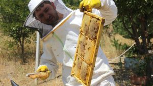 Zara Balı: Erken Hasat Verimi Artırdı, Üretici Memnun