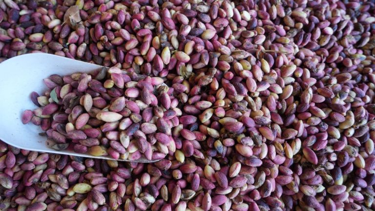 Antep Fıstığı Fiyatları Rekor Kırdı: Rekolte Düşüşü Piyasayı Vurdu