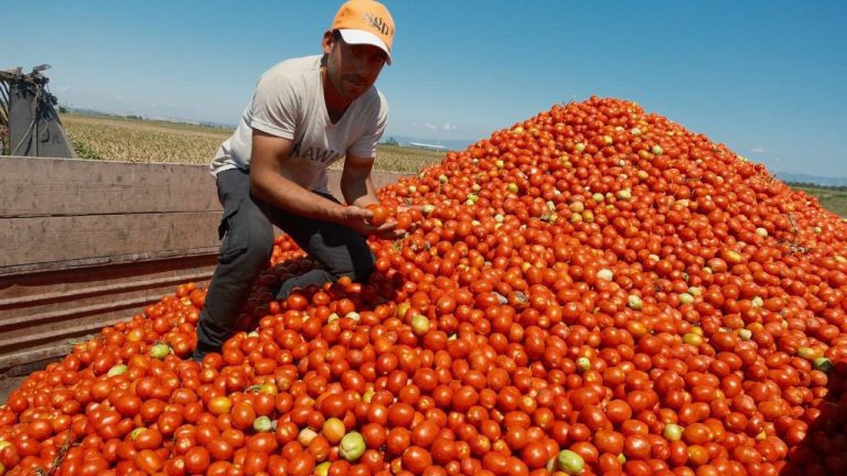 Domates Fiyatları Uçuşta: Ekim Alanı Daralınca Çiftçi Kazandı