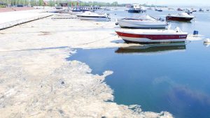 Fikogya: Müsilajı Temizleyip Gübreye Dönüştürerek Tarımda %40 Verim Artışı Sağlıyor