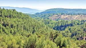 ALJ Türkiye’den Dev Ağaçlandırma Hamlesi: 1.4 Milyon Fidan Toprakla Buluşacak