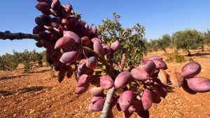 Şanlıurfa Fıstık Bahçelerinde Fitoplazma Alarmı: %30 Kayıp Riski
