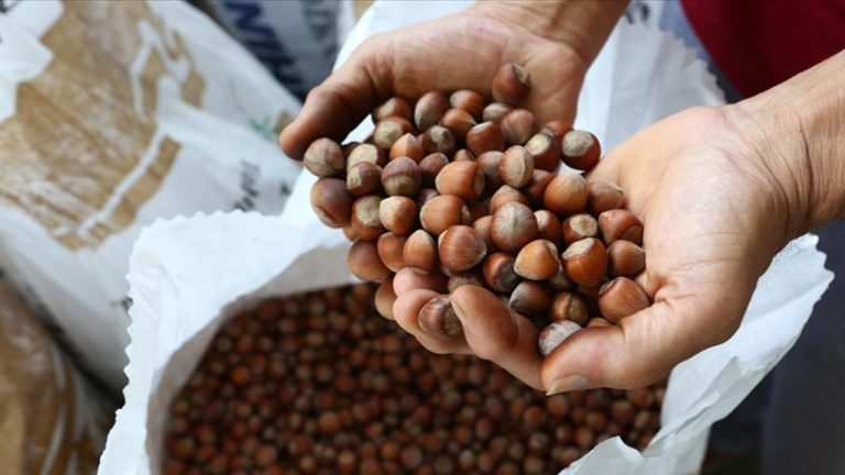 Fındık Üreticisi Umutlu: Serbest Piyasada Fiyatların Yükselmesi Bekleniyor