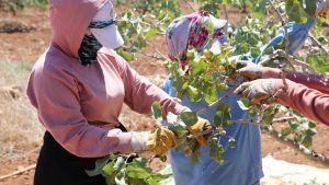 Boz Antep Fıstığında Rekolte Düşüşü, Yüksek Fiyatlar Üreticiyi Sevindirdi