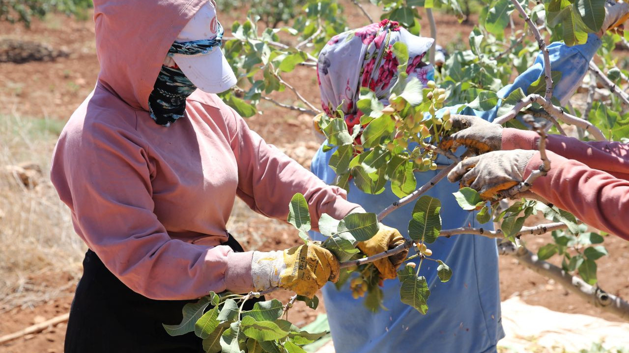 Boz Antep Fıstığında Rekolte Düşüşü, Yüksek Fiyatlar Üreticiyi Sevindirdi