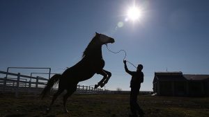 TİGEM’den Safkan Arap Koşu Tayı Satışı: 15 Elit Tay Yeni Sahiplerini Bekliyor