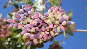 Şanlıurfa’da Fıstık Fiyatları Rekor Kırdı: Piyasa Durma Noktasına Geldi