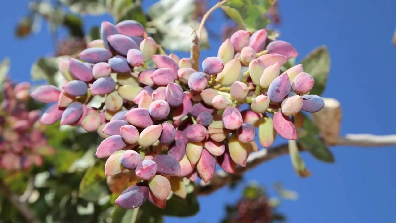 Şanlıurfa’da Fıstık Fiyatları Rekor Kırdı: Piyasa Durma Noktasına Geldi