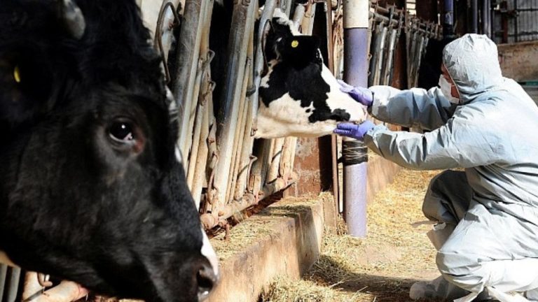 Şap Hastalığı Mücadelesinde Son Durum: 14 İlde Daha Hayvan Pazarları Açıldı