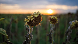 Edirne’de Kuraklık Ayçiçeği Tarlalarını Vurdu: Verimde Ciddi Düşüş Bekleniyor