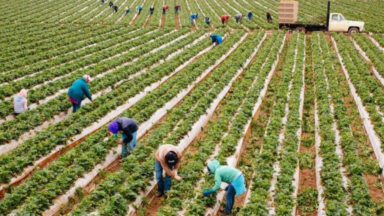 Türkiye Kooperatifçilik Stratejisi: Rekabet Gücü Artışı Hedefleniyor