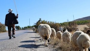 Çoban Açığı Derinleşiyor: Maaşlar Rekor Kırıyor, Üreticiler Zor Durumda