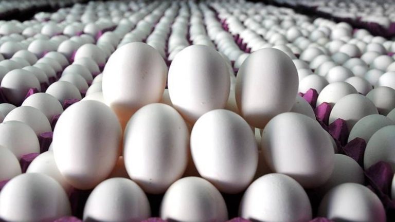 Türkiye Kuş Gribi Krizini Fırsata Çevirdi: Yumurta İhracatında Rekor Artış