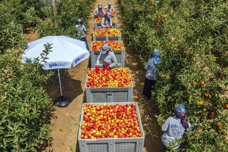 Limon ve Elma İhracatına Bakanlık Onayı Zorunluluğu Getirildi