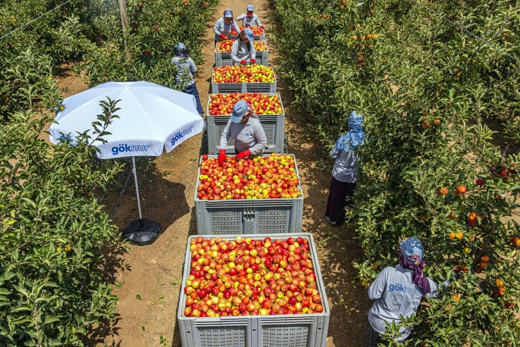 Limon ve Elma İhracatına Bakanlık Onayı Zorunluluğu Getirildi