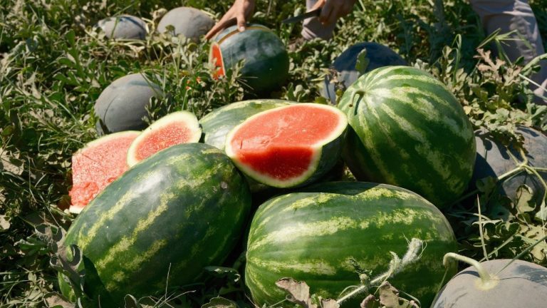 Bursa Karpuzu Tarlada 30 Kuruş, Markette 11 TL: Fiyat Farkı Şaşkınlık Yarattı