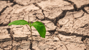 Kuraklığa Karşı Anıza Ekim Yöntemiyle Ürün Verimliliğini Artırma Çağrısı