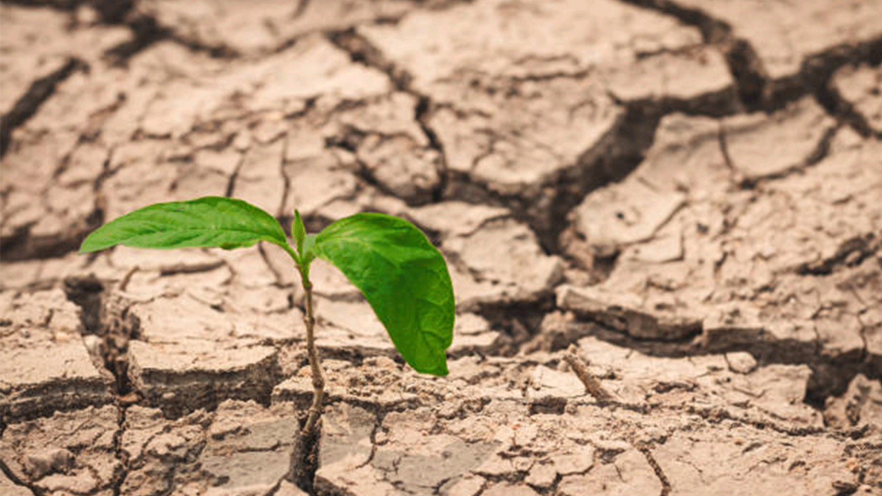 Kuraklığa Karşı Anıza Ekim Yöntemiyle Ürün Verimliliğini Artırma Çağrısı