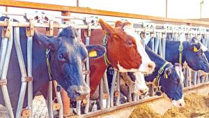 ETBİR’den Süt ve Et Fiyatlarına Uyarı: Sürdürülebilirlik İçin Fiyatlama Şart