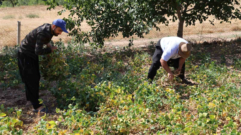 Adana’da Kar Suyuyla Yetişen Beyaz Fasulye Hasadı Başladı: Kilogramı 125 TL’ye Satılıyor