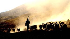 Çoban Ücretleri Rekor Kırdı: Üretici Zor Durumda, Aylık Maliyet 130 Bin TL!