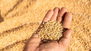 TMO’dan Haciz İddialarına Yanıt: Buğdaylara Haciz Uygulanmadı, Haberler Gerçeği Yansıtmıyor