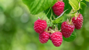 Bursa Ahududu Üretiminde Lider: Türkiye’nin İhtiyacı Kestel ve Orhaneli’den