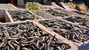 Trabzon’da Hamsi Bereketi: Balık Tezgâhlarında Fiyatlar ve Vatandaşın İlgisi