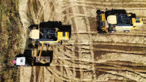 Karacadağ Pirinci Hasadı Başladı: Bin Dönümde 6 Milyon TL’lik Bereket