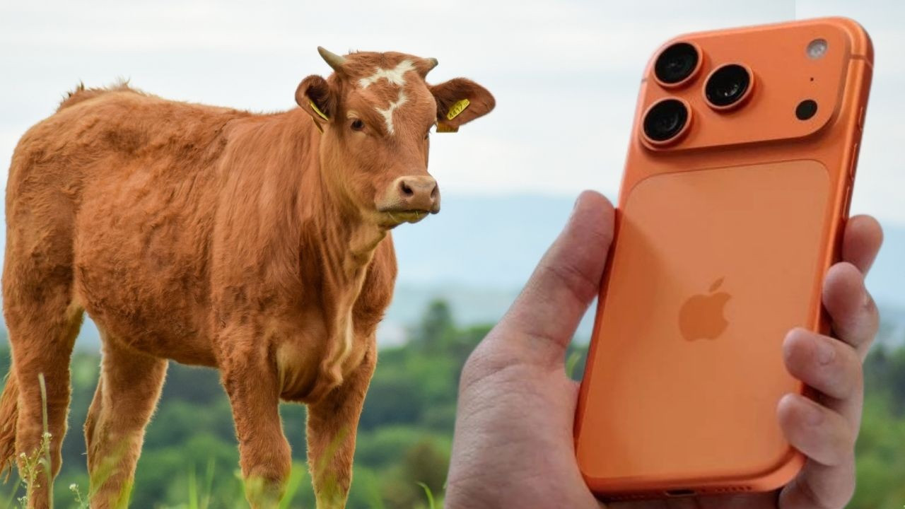 iPhone 17 ve İnek Karşılaştırması: Vergi Yükü Altında Teknoloji mi, Besi mi?