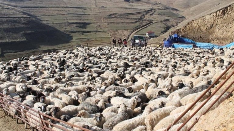 2025 Buzağı, Malak, Kuzu ve Oğlak Destekleri: Başvurular Başladı!