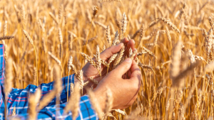 Tarım Sayımı: 2,7 Milyon Çiftçi Kayıt Yaptırdı, Sürecin Yüzde 80’i Tamamlandı