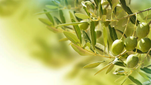 Aydın’da Zeytin Hasadı Başladı: Üreticiler Sofralık ve Özel Yağ Üretimine Odaklandı