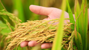 Sinop Çeltik Üretiminde Türkiye Altıncısı: Gökırmak Vadisi’nin Bereketli Hasadı