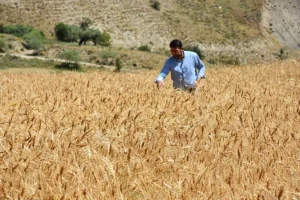 Çiftçiye Müjde! 320,6 Milyon TL Tarımsal Destekleme Ödemesi Bugün Hesaplarda